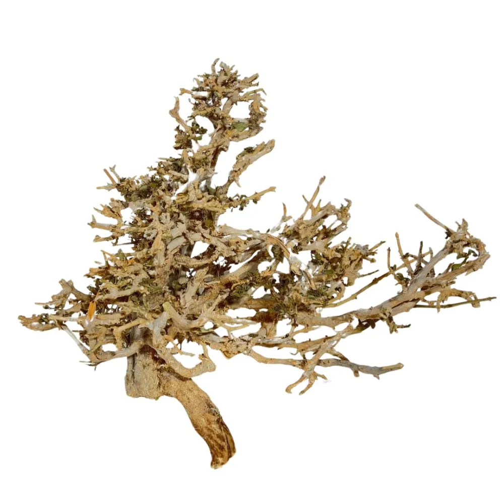 Dry tree branch, 10–12 cm tall