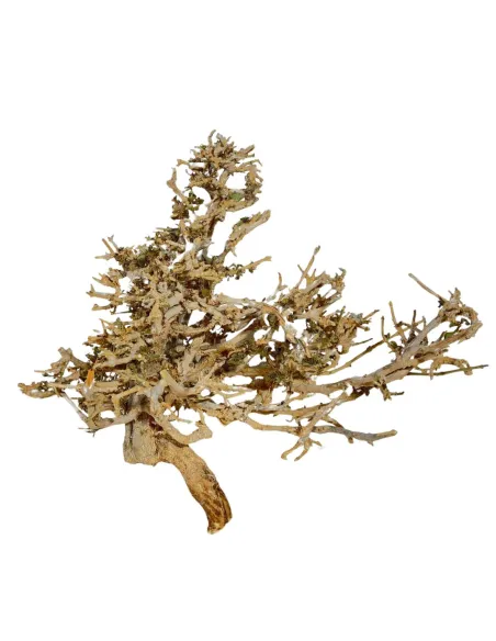 Dry tree branch, 10–12 cm tall