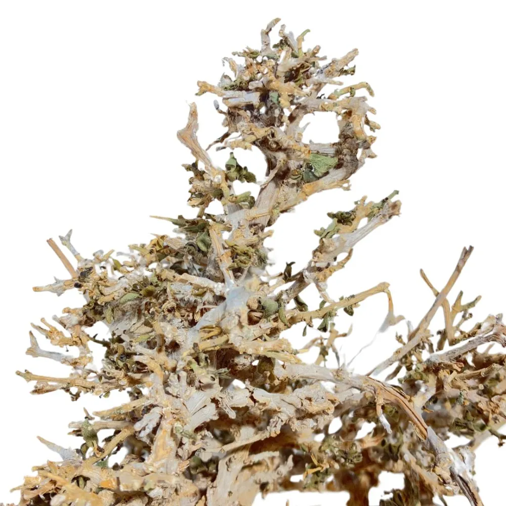 Dry tree branch, 10–12 cm tall