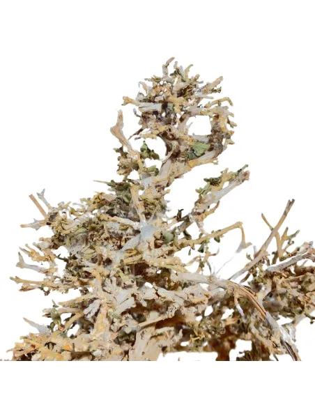 Dry tree branch, 10–12 cm tall