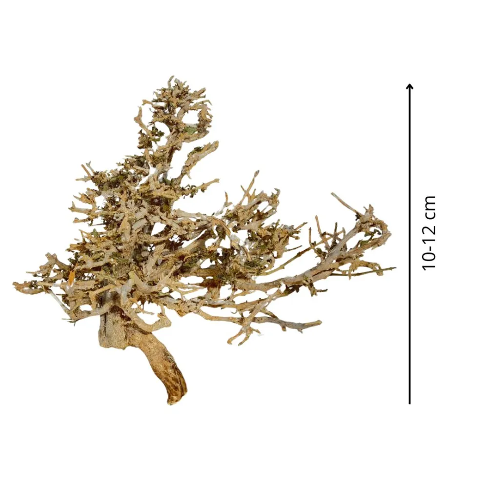Dry tree branch, 10–12 cm tall