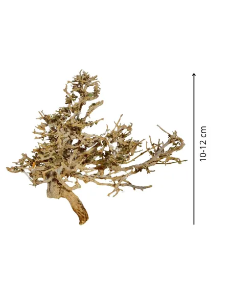 Dry tree branch, 10–12 cm tall