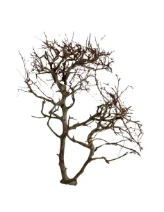 Mountain beech branch