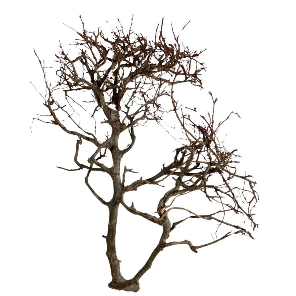 Mountain beech branch