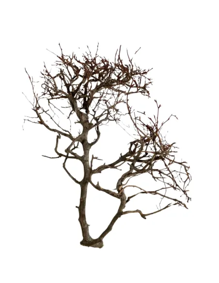 Ramo faggio di montagna