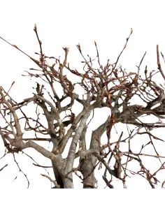 Mountain beech branch 2