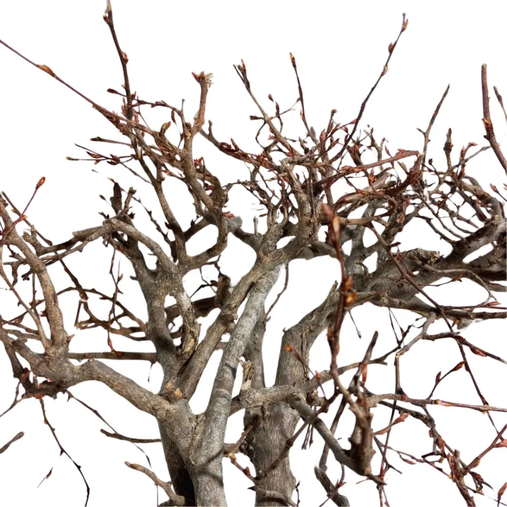 Mountain beech branch