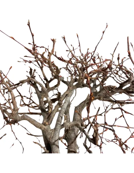 Mountain beech branch