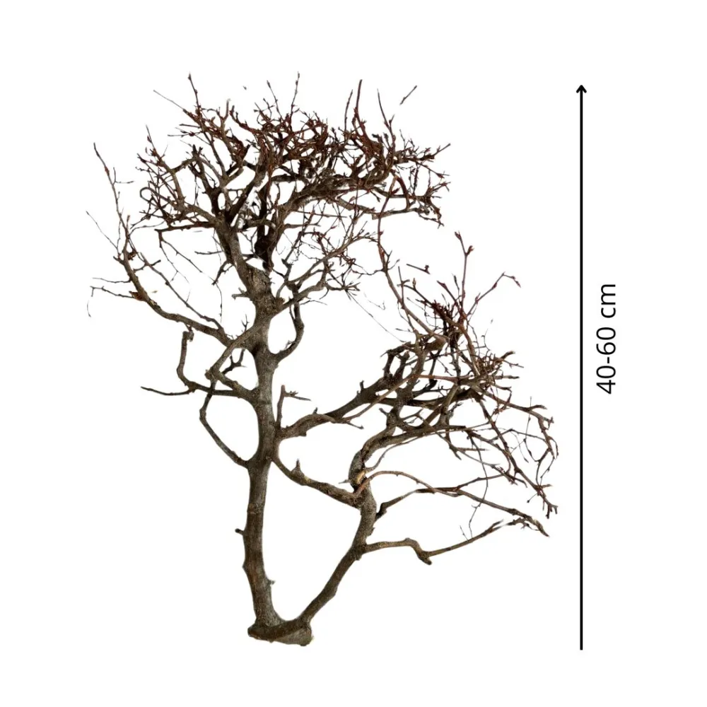 Mountain beech branch