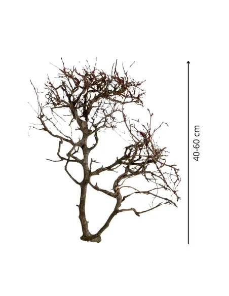 Mountain beech branch