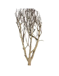 Natural tea bush branch