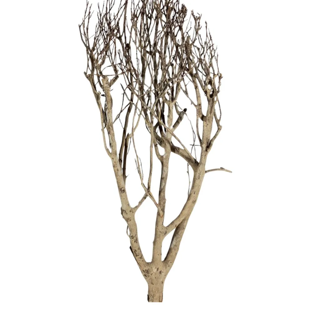 Natural tea bush branch