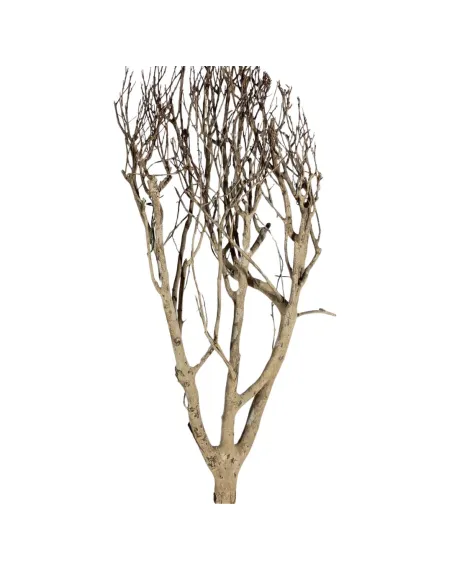 Natural tea bush branch