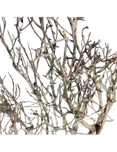 Natural tea bush branch 2