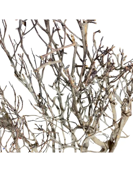 Natural tea bush branch