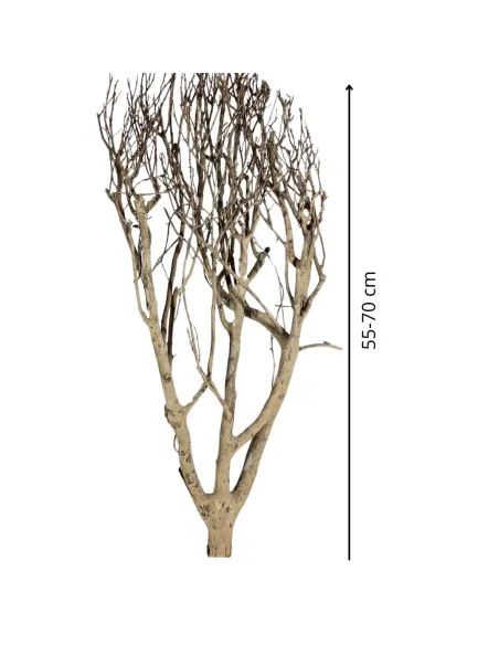 Natural tea bush branch