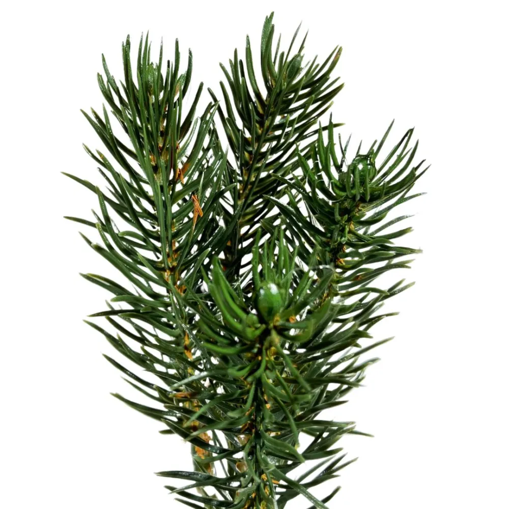 Fir pick branch in PVC