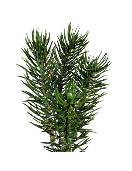 Fir pick branch in PVC