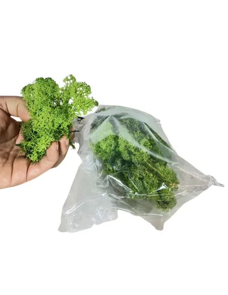 Busta lichene verde bosco 50g