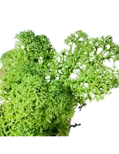 Forest-green lichen bag, 100 g 2