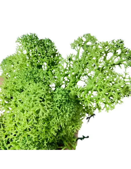 Busta lichene verde bosco 500g