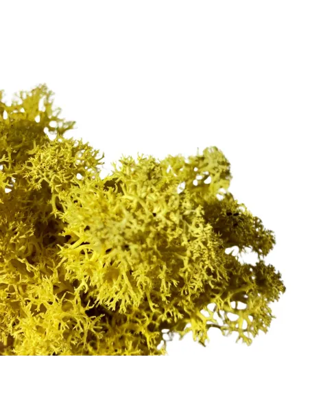 Yellow lichen bag, 100 g