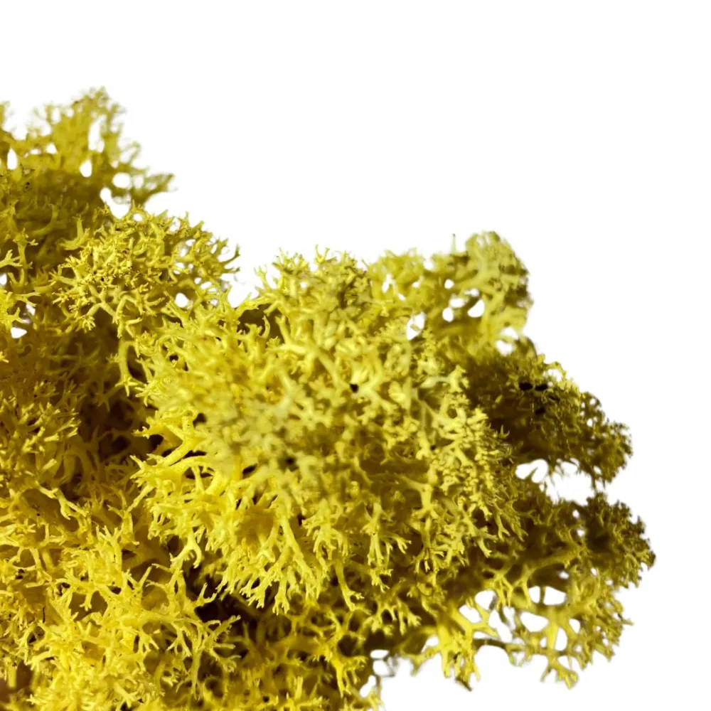 Yellow lichen bag, 500 g