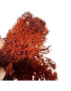 Red lichen bag, 100 g 2