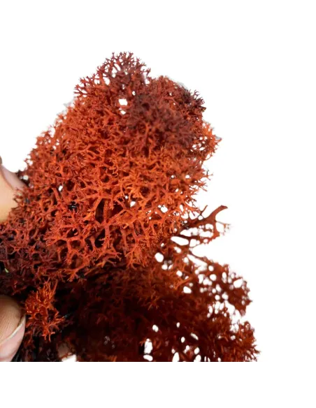 Red lichen bag, 500 g