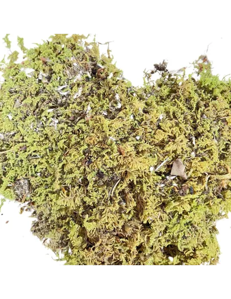 Sheet moss bag, 100 g