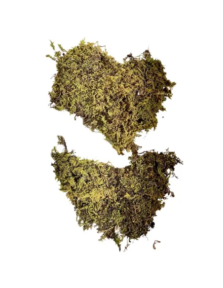 Sheet moss bag, 500 g