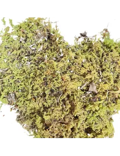 Busta muschio a tappeto 1 Kg 2