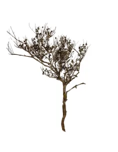 Natural thyme branch