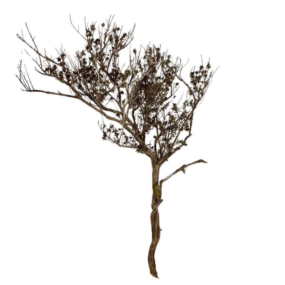 Natural thyme branch