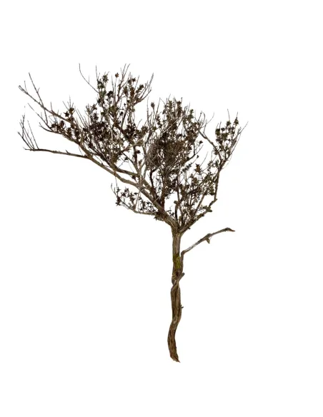 Ramo naturale di timo