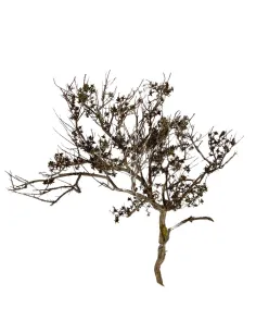 Ramo naturale di timo 2