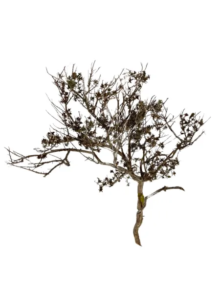 Ramo naturale di timo