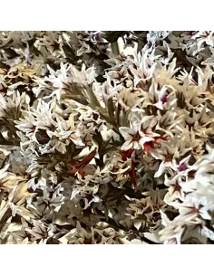 Mazzetto erba tatarica bianca 2