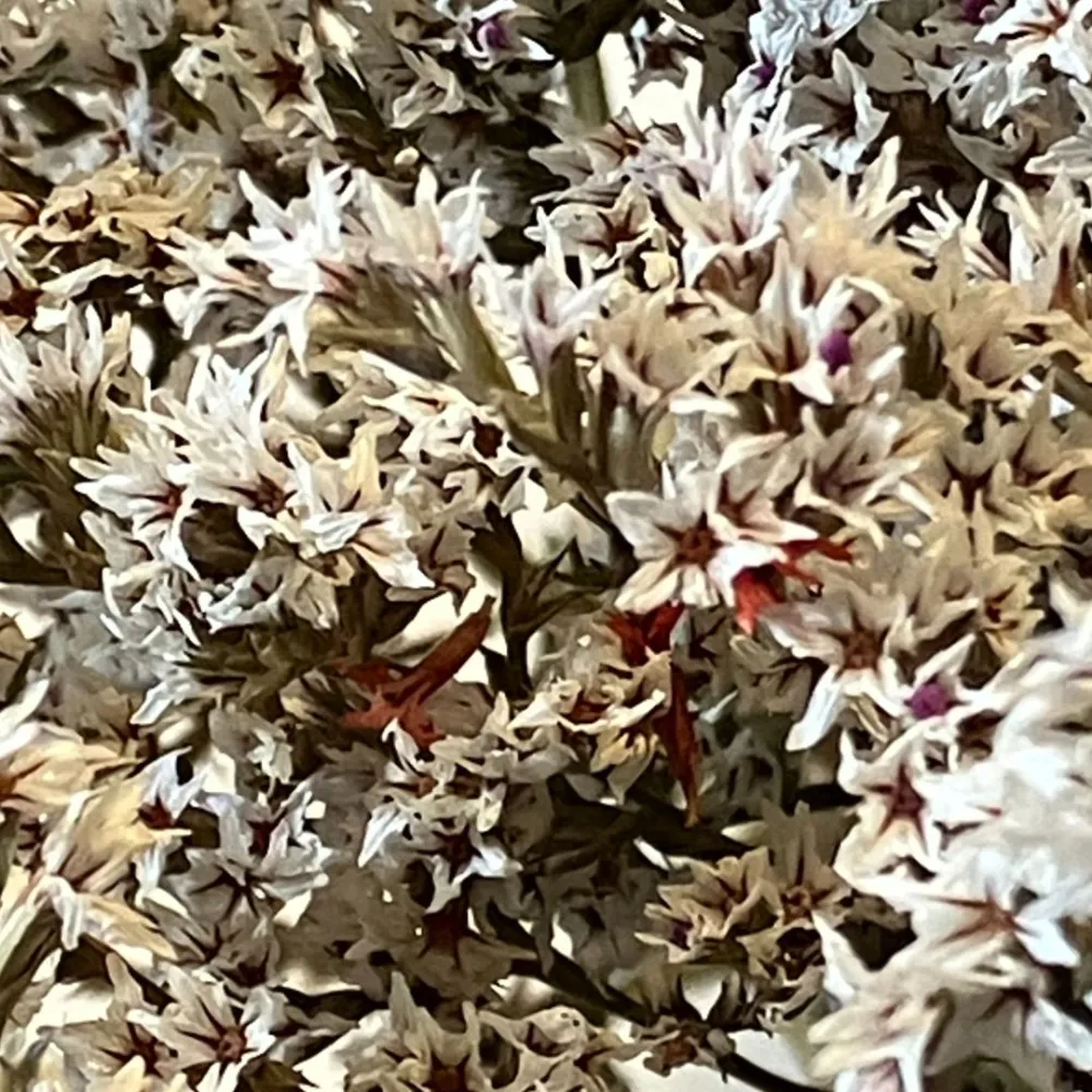 White erba tatarica bundle