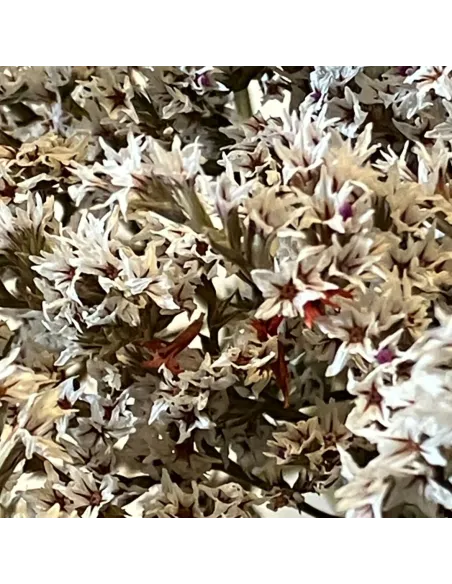 White erba tatarica bundle