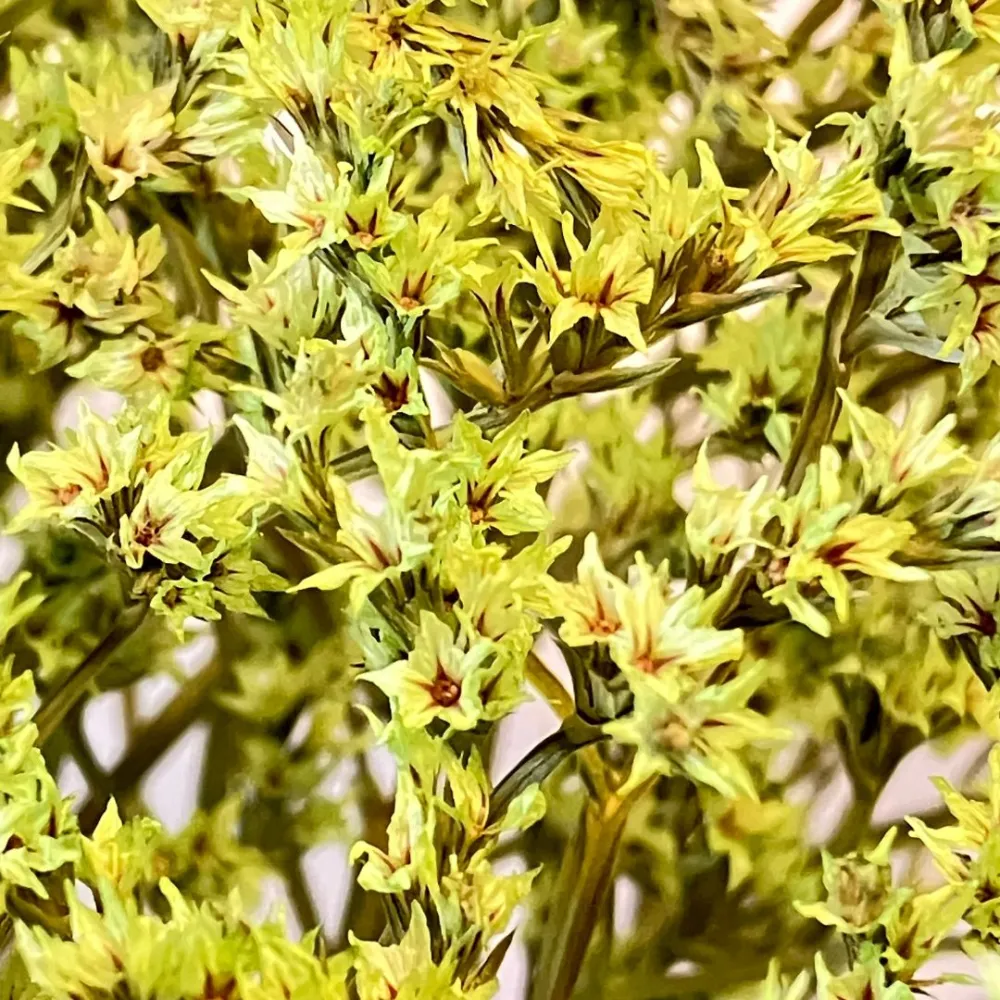 Mazzetto erba tatarica verde