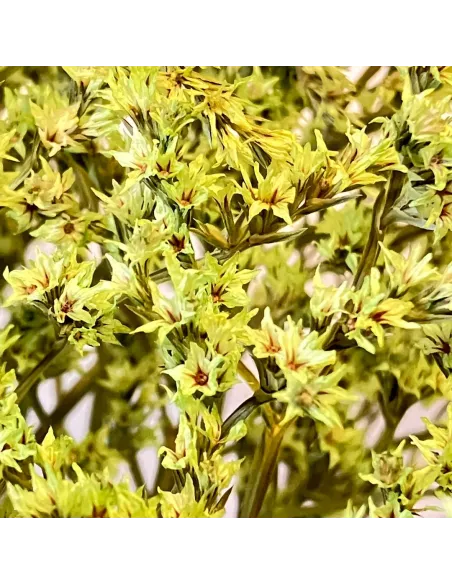 Green erba tatarica bundle