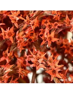 Red erba tatarica bundle 2