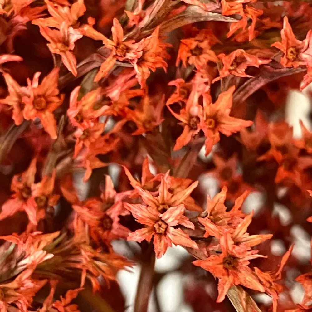 Red erba tatarica bundle