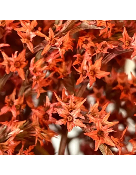 Red erba tatarica bundle