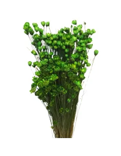 Natural glixia bundle, green