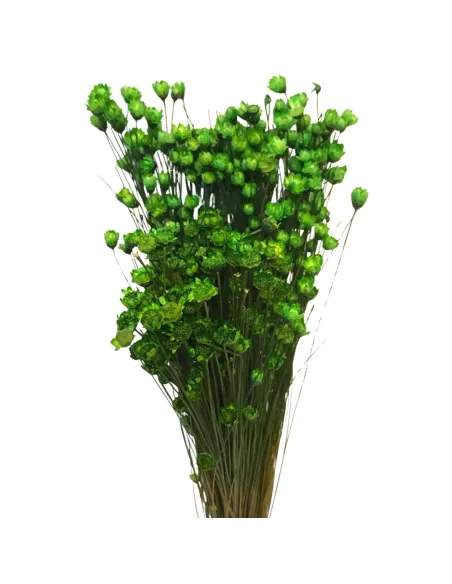 Mazzo glixia naturale colore verde