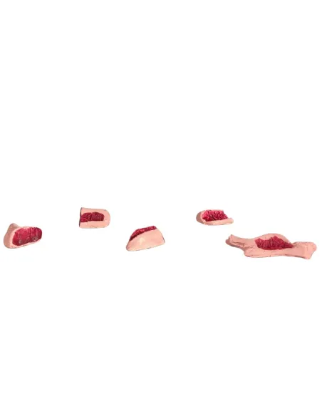 Set 5 pezzi carne in gesso per statue da 10-12 cm