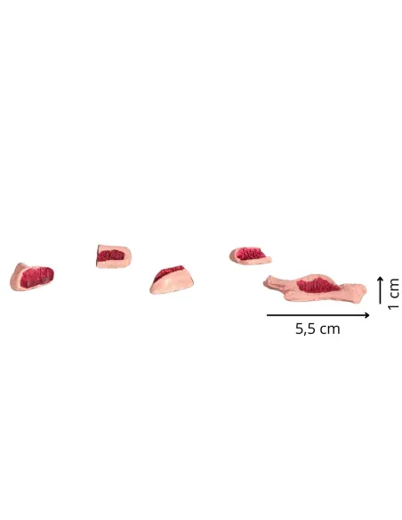 Set 5 pezzi carne in gesso per statue da 10-12 cm