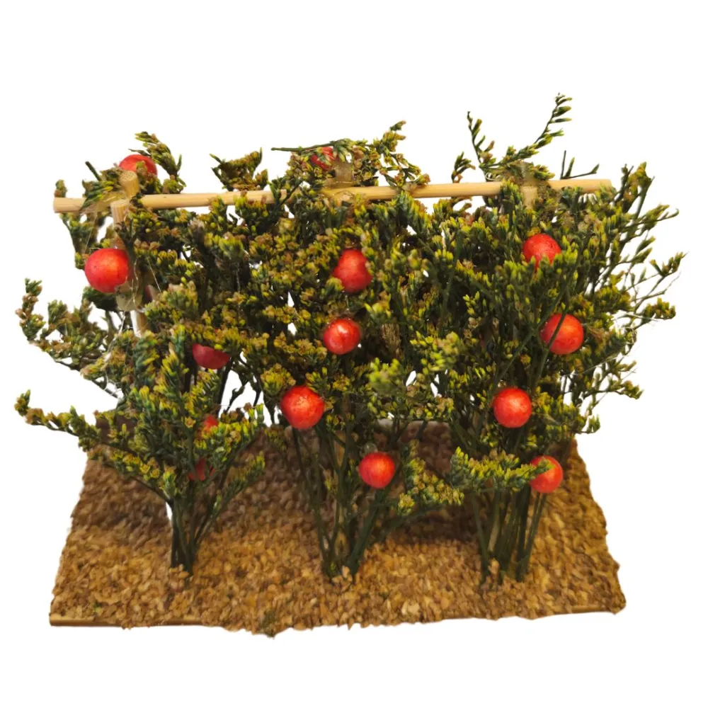 Piante di pomodori per statue da 8-10 cm